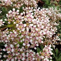 Saxifraga Southside Seedling Group